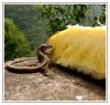 8/1239 lezard anana site.jpg